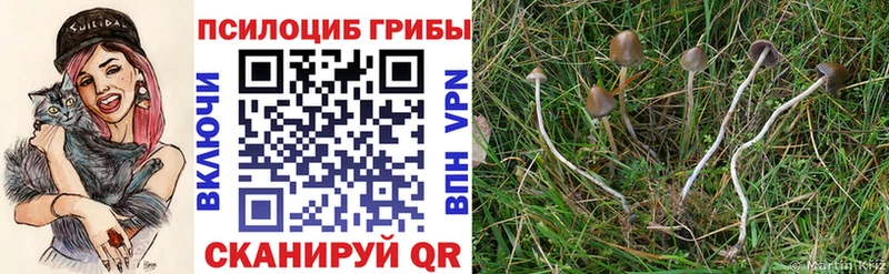 Купить закладки Нижняя Салда Псилоцибиновые грибы Psilocybe